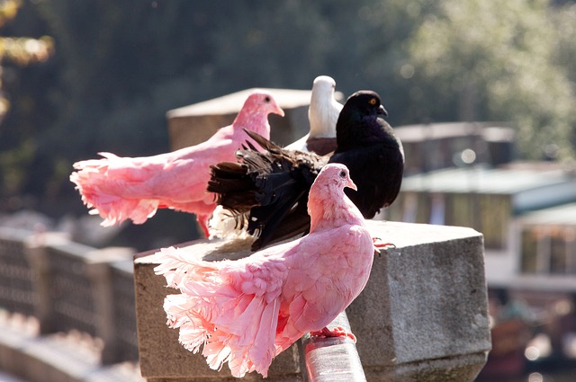 他在比赛中 他在比赛中